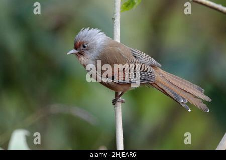 Aile à façade rouillée (Actinodura egertoni), perchée sur branche, fond vert, Jailigongshan, province du Yunnan, sud-ouest Chine 1 janvier 2019 Banque D'Images