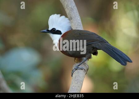 Laughingthrush (Garrulax leucolophus), vue latérale, perchée sur une branche, province sud-ouest du Yunnan, Chine 27 décembre 2018 Banque D'Images