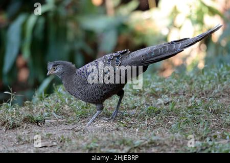 Peacock-Pheasant gris (Polyplectron bicalcaratum), mâle, province sud-ouest du Yunnan, Chine 26 décembre 2018 Banque D'Images