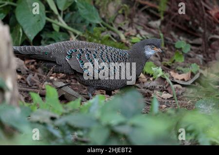 Peacock-Pheasant gris (Polyplectron bicalcaratum), sud-ouest de la province du Yunnan, Chine 25 décembre 2018 Banque D'Images