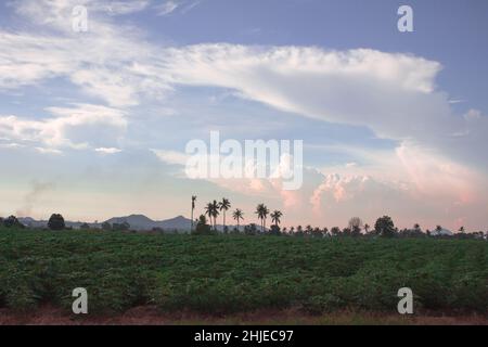 Champ de plantation de manioc au nord-est de la Thaïlande Banque D'Images