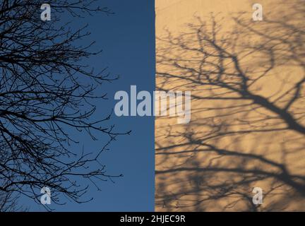Branches d'arbre sur fond bleu ciel et leur ombre sur le bâtiment par temps ensoleillé.Photographie d'art à la lumière du jour. Banque D'Images