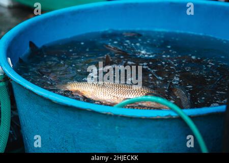 Des carpes vivants (Cyprinus carpio) sont en vente comme repas de Noël traditionnel tchèque à Prague, en République tchèque. Banque D'Images