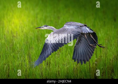 Un gros plan d'un cigogne grise volant bas sur le sol au-dessus de l'herbe verte Banque D'Images