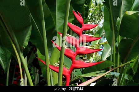 Gros plan de Heliconia tortuosa plante vivace tropicale herbacée Banque D'Images