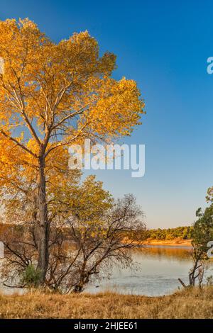 Arbre de Cottonwood dans le feuillage d'automne au lac Parker Canyon, lever du soleil, terrain de camping Lakeview, forêt nationale de Coronado, Arizona,ÉTATS-UNIS Banque D'Images