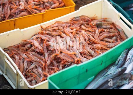 Crevettes fraîchement pêchées et autres poissons dans des caisses en plastique sur un bateau de pêche en bois prêt à être vendu au marché du poisson Banque D'Images