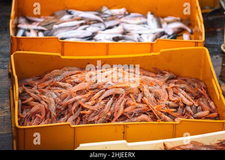 Crevettes fraîchement pêchées et autres poissons dans des caisses en plastique sur un bateau de pêche en bois prêt à être vendu au marché du poisson Banque D'Images