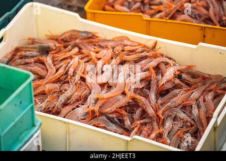 Crevettes fraîchement pêchées et autres poissons dans des caisses en plastique sur un bateau de pêche en bois prêt à être vendu au marché du poisson Banque D'Images