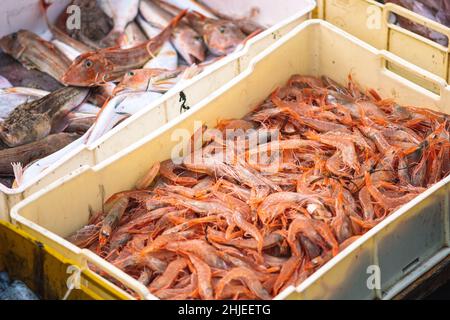 Crevettes fraîchement pêchées et autres poissons dans des caisses en plastique sur un bateau de pêche en bois prêt à être vendu au marché du poisson Banque D'Images