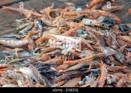 Divers poissons fraîchement pêchés sur un bateau de pêche en bois sélectionnés par un pêcheur et prêts à être vendus au marché du poisson avec des morceaux de plastique Banque D'Images