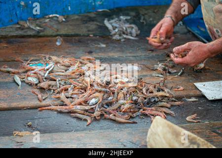 Divers poissons fraîchement pêchés sur un bateau de pêche en bois sélectionnés par un pêcheur et prêts à être vendus au marché du poisson avec des morceaux de plastique Banque D'Images