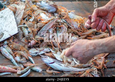 Divers poissons fraîchement pêchés sur un bateau de pêche en bois sélectionnés par un pêcheur et prêts à être vendus au marché du poisson avec des morceaux de plastique Banque D'Images