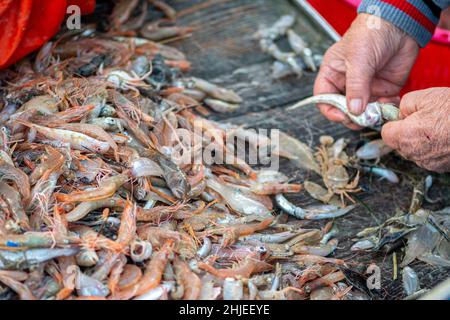 Divers poissons fraîchement pêchés sur un bateau de pêche en bois sélectionnés par un pêcheur et prêts à être vendus au marché du poisson avec des morceaux de plastique Banque D'Images