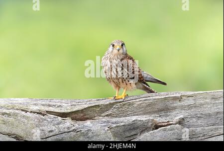 Gros plan d'un kestrel commun perché sur un arbre, Royaume-Uni. Banque D'Images