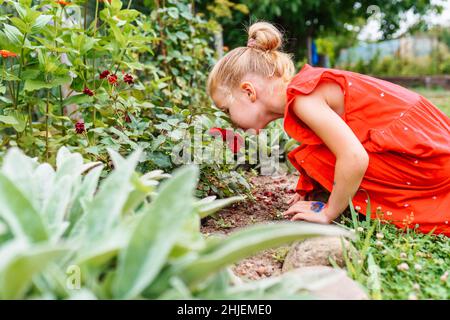 Portrait de la jeune fille en robe rouge qui sent les roses rouges dans le jardin.Peintures et dessins sur les genoux et les mains Banque D'Images