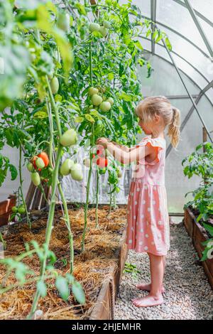 Portrait de petite fille souriante debout pieds nus récolte des tomates en serre dans le village.Vue latérale Banque D'Images