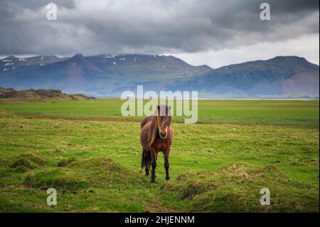 Cheval islandais dans le paysage pittoresque de la nature de l'Islande Banque D'Images