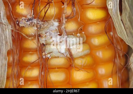 Fusarium symptômes de pourriture des oreilles sur les grains.Une maladie grave du maïs causée par un champignon Fusarium.F. verticillioides.Cause une perte importante de rendement du grain Banque D'Images