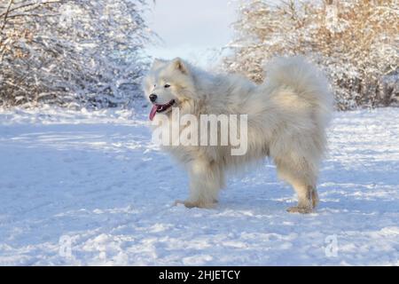 Samoyed - Samoyed magnifique race le chien blanc sibérien se tient dans la neige et a sa langue dehors.En arrière-plan se trouvent des arbres enneigés. Banque D'Images