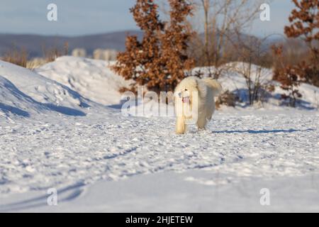 Samoyed - Samoyed magnifique race chien blanc sibérien courant dans la neige.La langue du chien est sortie, la neige vole autour de lui. Banque D'Images