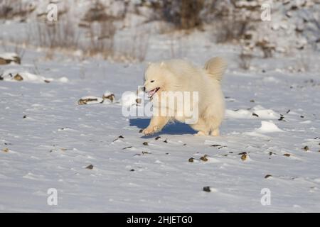 Samoyed - Samoyed magnifique race chien blanc sibérien courant dans la neige.Il a une bouche ouverte et semble rire. Banque D'Images