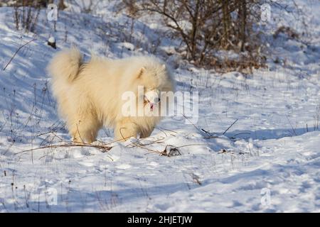 Samoyed - Samoyed magnifique race chien blanc sibérien debout dans la neige.Le chien a des yeux fermés et une bouche ouverte avec sa langue.Il regarde le lik Banque D'Images