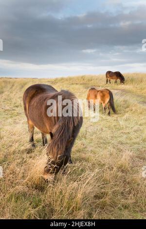 Le poney Exmoor qui broute l'herbe de maram couvrait des dunes de sable au bord d'une côte sablonneuse en hiver. Banque D'Images