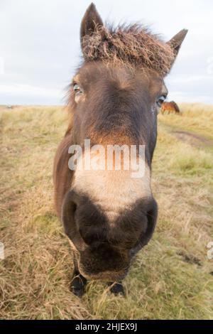 Le poney Exmoor qui broute l'herbe de maram couvrait des dunes de sable au bord d'une côte sablonneuse en hiver. Banque D'Images