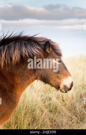 Le poney Exmoor qui broute l'herbe de maram couvrait des dunes de sable au bord d'une côte sablonneuse en hiver. Banque D'Images