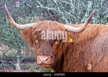 Highland Cow à Plockton Banque D'Images