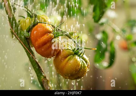 Arroser les tomates qui poussent dans un jardin ensoleillé.Arrosage des tomates écologiques en serre. Banque D'Images