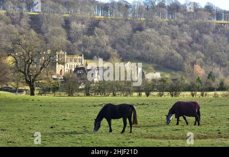 Abbaye de Rievauxl, vue lointaine sur les champs, Yorkshire, Angleterre Banque D'Images