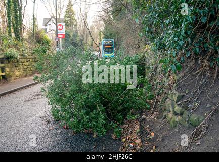 Un arbre déchu bloque une route à Woodlesford dans le West Yorkshire, car des rafales de 80mph pourraient éclater dans les régions du nord du Royaume-Uni ce week-end, alors que Storm Malik se balada.Date de la photo: Samedi 29 janvier 2022. Banque D'Images