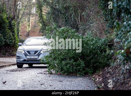 Un arbre déchu bloque une route à Woodlesford dans le West Yorkshire, car des rafales de 80mph pourraient éclater dans les régions du nord du Royaume-Uni ce week-end, alors que Storm Malik se balada.Date de la photo: Samedi 29 janvier 2022. Banque D'Images