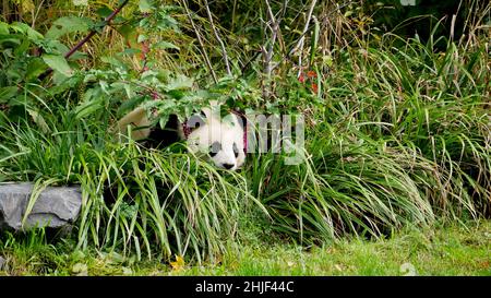 Jeune panda géant dans un Bush Banque D'Images