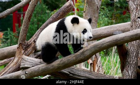 Jeune panda géant grimpant sur un arbre Banque D'Images