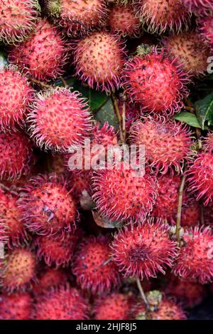 Rambutan (Nephelium Lappaceum) ou lychee rouge, Vietnam, Asie du Sud-est Banque D'Images