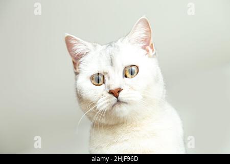 Magnifique portrait de chat shorthair britannique argenté.Arrière-plan gris, espace de copie. Banque D'Images