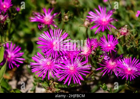 Groupe de fleurs roses magenta de Delosperma cooperi ou Mesembryanthemum cooperi, commun connu sous le nom de licéplant traînant ou Hardy, ou tapis rose, dans un ga Banque D'Images