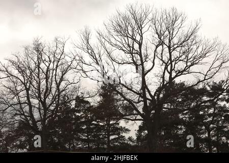 Blankenburg, Allemagne.29th janvier 2022.Vue sur les sommets des arbres sans feuilles en hiver.Credit: Matthias Bein/dpa-Zentralbild/ZB/dpa/Alay Live News Banque D'Images