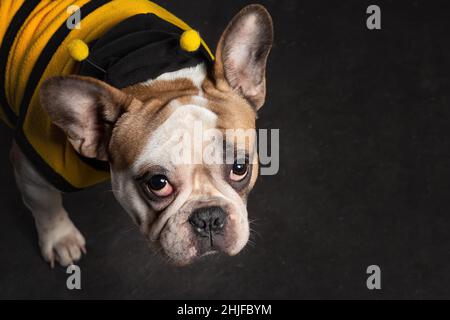 Portrait d'un chiot mignon de chien de boudogue français portant un costume d'abeille sur fond noir Banque D'Images