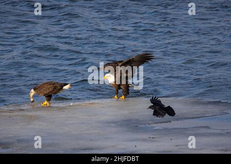 Gros plan d'un aigle dans le lac Onondaga, Syracuse, NY Banque D'Images