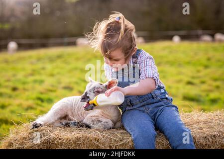 Arley, Worcs, Royaume-Uni.29th janvier 2022.Myla May Mills, âgée de deux ans, tente de nourrir Jubilee, un agneau d'un jour, dans la ferme de son fanily à Arley, dans le Worcestershire.L'agneau nouveau-né a été nommé Jubilé en l'honneur de cette année comme le Jubilé de platine de la Reine.Crédit : Peter Lophan/Alay Live News Banque D'Images