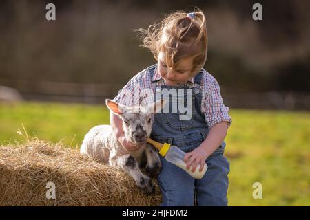 Arley, Worcs, Royaume-Uni.29th janvier 2022.Myla May Mills, âgée de deux ans, tente de nourrir Jubilee, un agneau d'un jour, dans la ferme de son fanily à Arley, dans le Worcestershire.L'agneau nouveau-né a été nommé Jubilé en l'honneur de cette année comme le Jubilé de platine de la Reine.Crédit : Peter Lophan/Alay Live News Banque D'Images