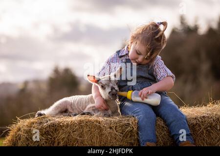 Arley, Worcs, Royaume-Uni.29th janvier 2022.Myla May Mills, âgée de deux ans, tente de nourrir Jubilee, un agneau d'un jour, dans la ferme de son fanily à Arley, dans le Worcestershire.L'agneau nouveau-né a été nommé Jubilé en l'honneur de cette année comme le Jubilé de platine de la Reine.Crédit : Peter Lophan/Alay Live News Banque D'Images