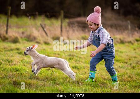 Arley, Worcs, Royaume-Uni.29th janvier 2022.Myla May Mills, âgée de deux ans, joue avec Jubilee, un agneau d'un jour, dans la ferme de son fanily à Arley, dans le Worcestershire.L'agneau nouveau-né a été nommé Jubilé en l'honneur de cette année comme le Jubilé de platine de la Reine.Crédit : Peter Lophan/Alay Live News Banque D'Images