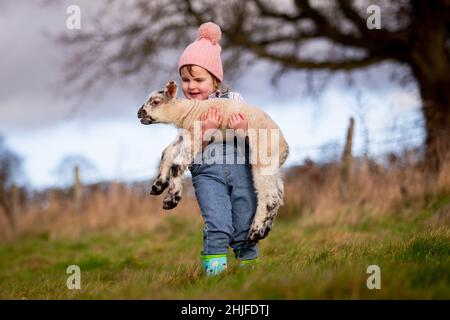 Arley, Worcs, Royaume-Uni.29th janvier 2022.Myla May Mills, âgée de deux ans, joue avec Jubilee, un agneau d'un jour, dans la ferme de son fanily à Arley, dans le Worcestershire.L'agneau nouveau-né a été nommé Jubilé en l'honneur de cette année comme le Jubilé de platine de la Reine.Crédit : Peter Lophan/Alay Live News Banque D'Images