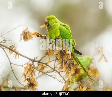 Psittacula krameri, femelle de parakeet à anneaux roses, se nourrissant d'une graine de samara d'érable, une population de ces oiseaux sauvages existe le long du Rhin, près de Bonn Banque D'Images