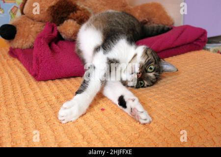 Un chat de couleur drôle s'étire sur le lit. À l'arrière-plan se trouvent des couvertures colorées et un grand jouet en peluche. Le chat a de beaux yeux jaunes. Banque D'Images